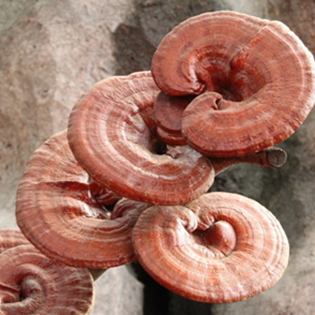 Ganoderma lucidum