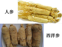 人参跟西洋参有什么区别？